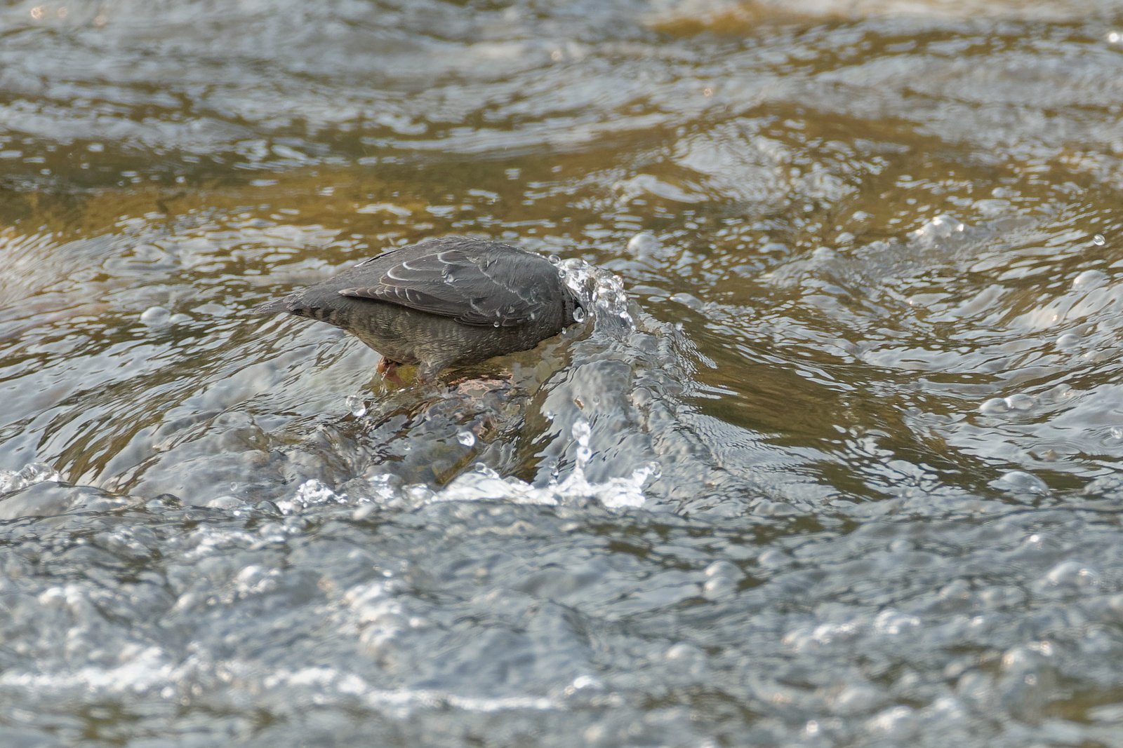 American Dipper