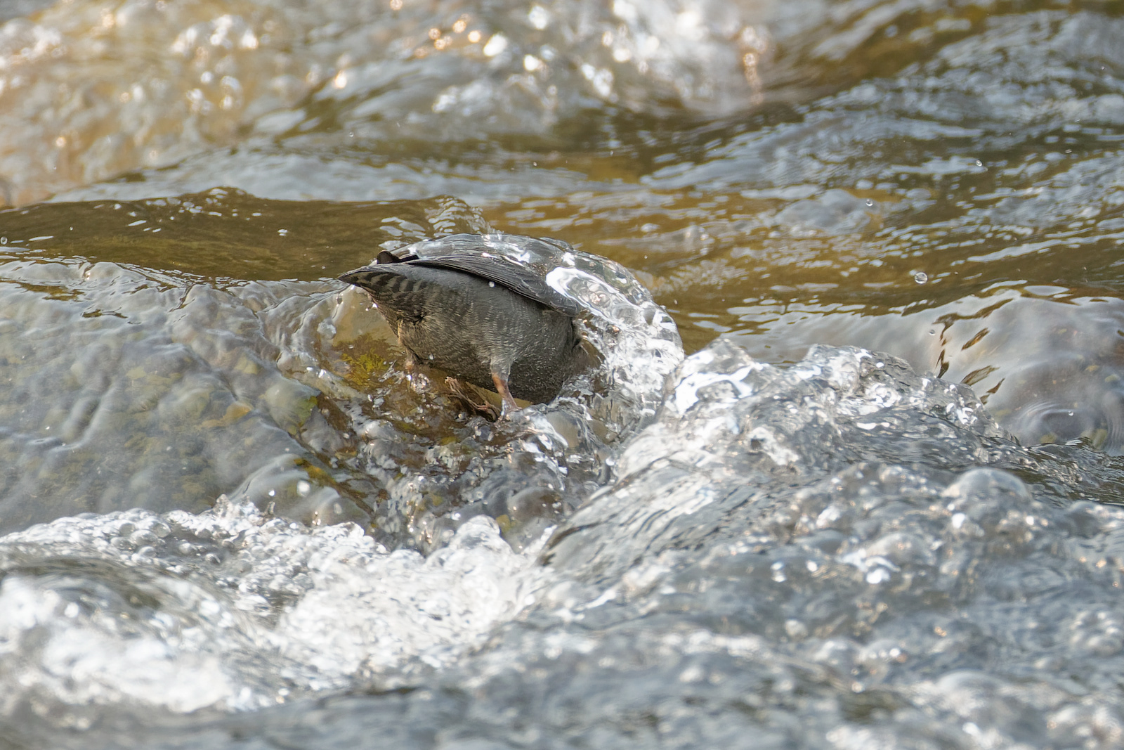 American Dipper
