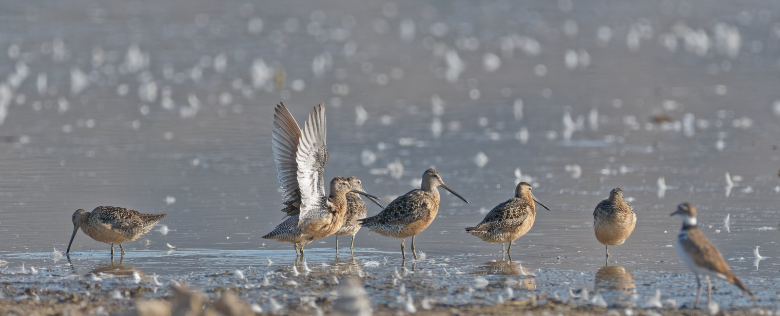 Long-billed Dowitcher