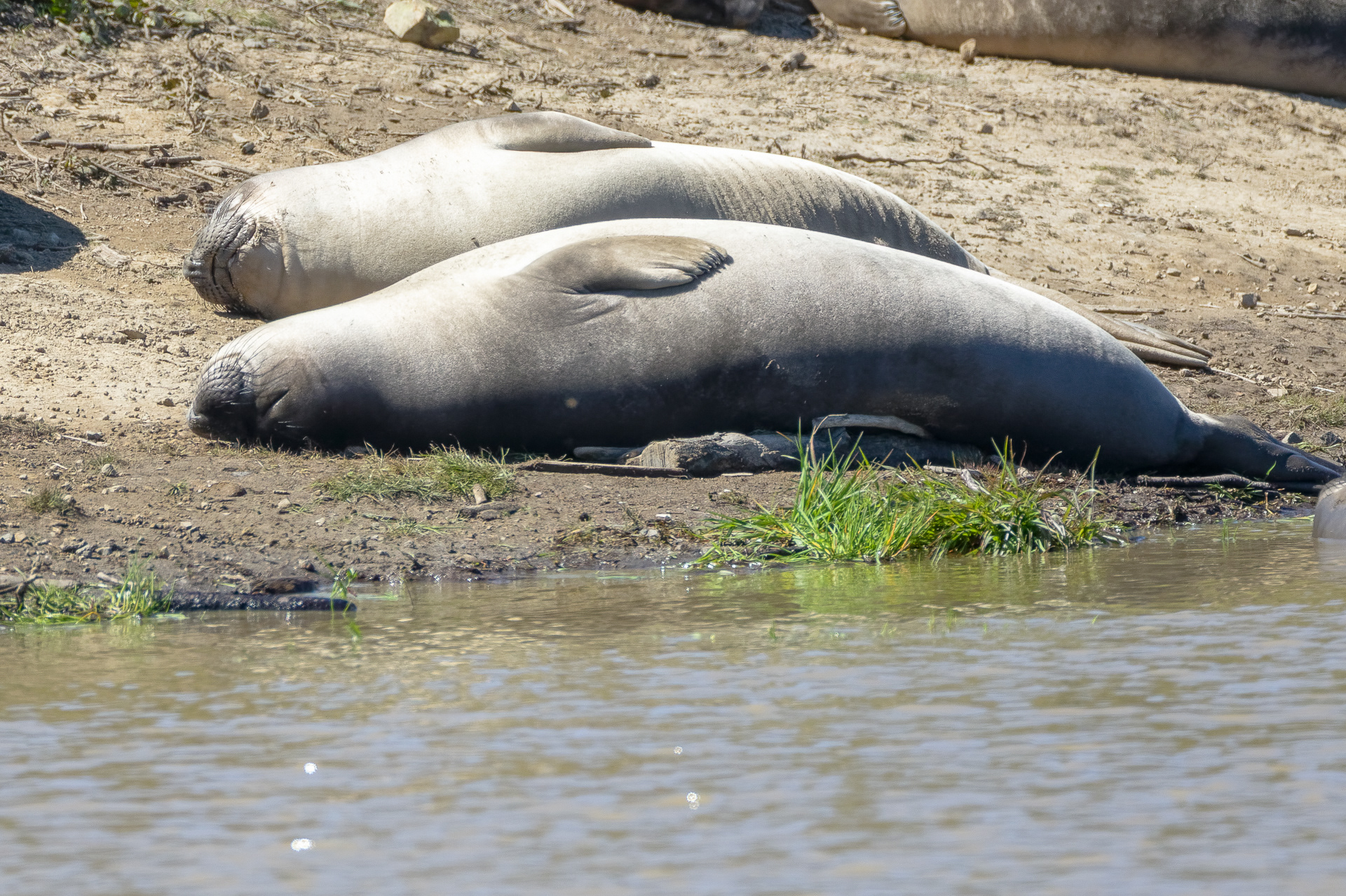 Elephant Seal