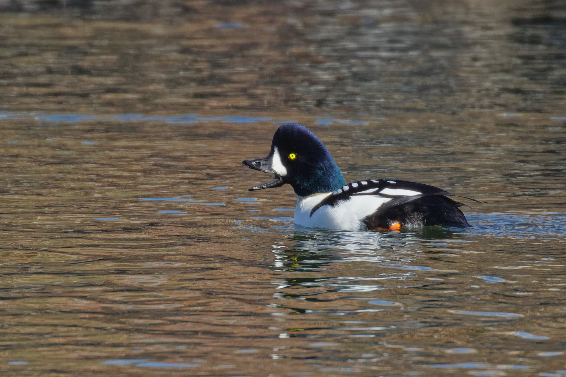 Barrow's Goldeneye drake