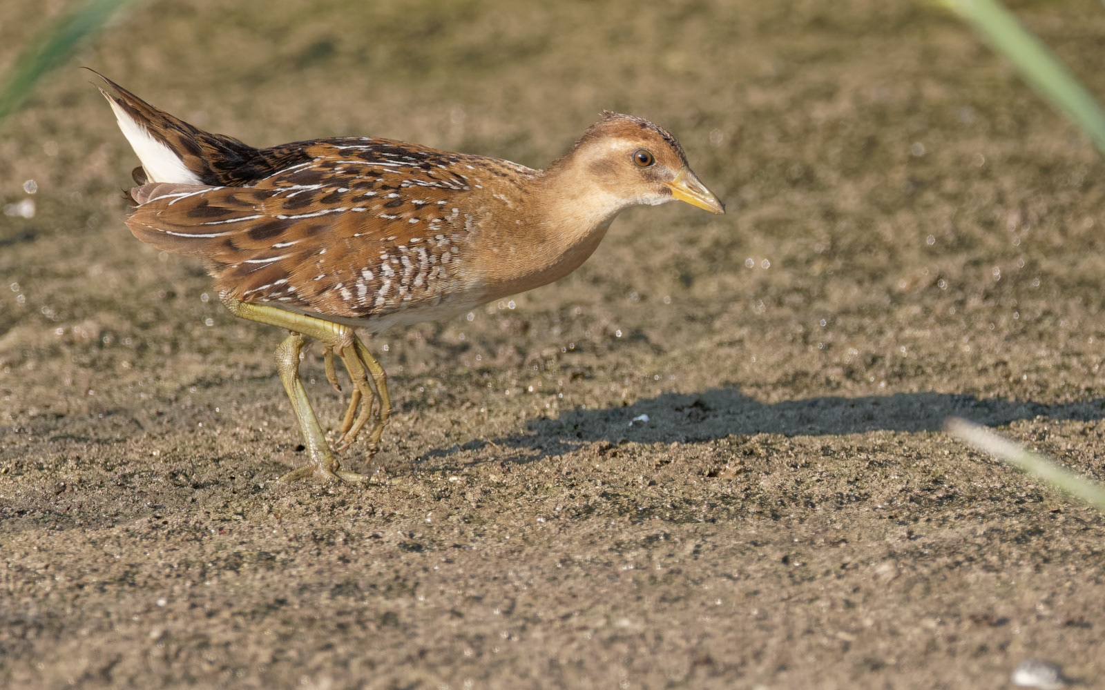 Sora immature