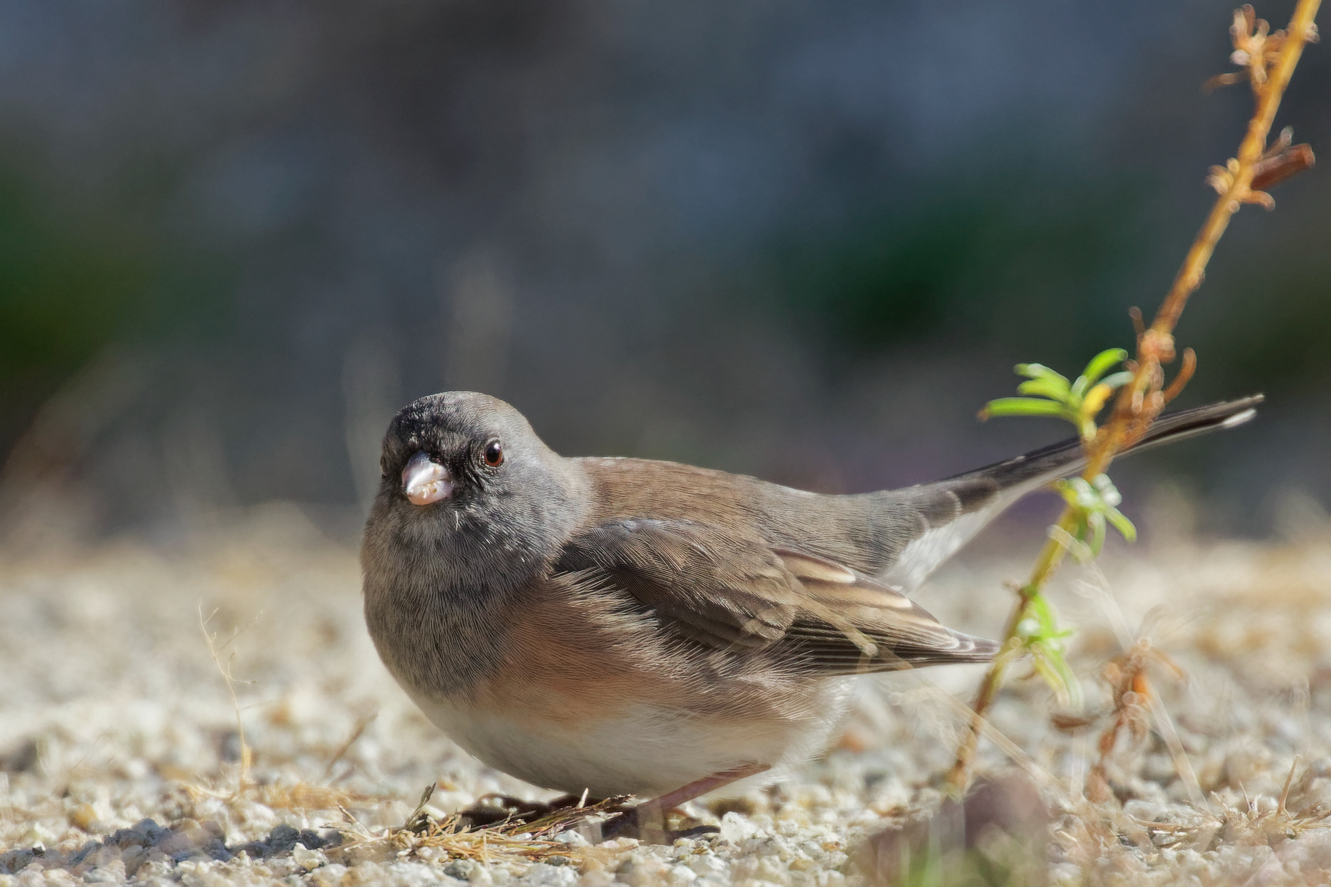 Dark-eyed Junco female