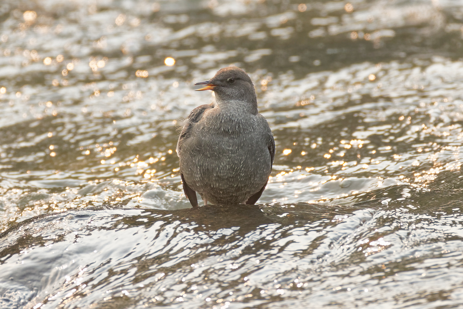 American Dipper