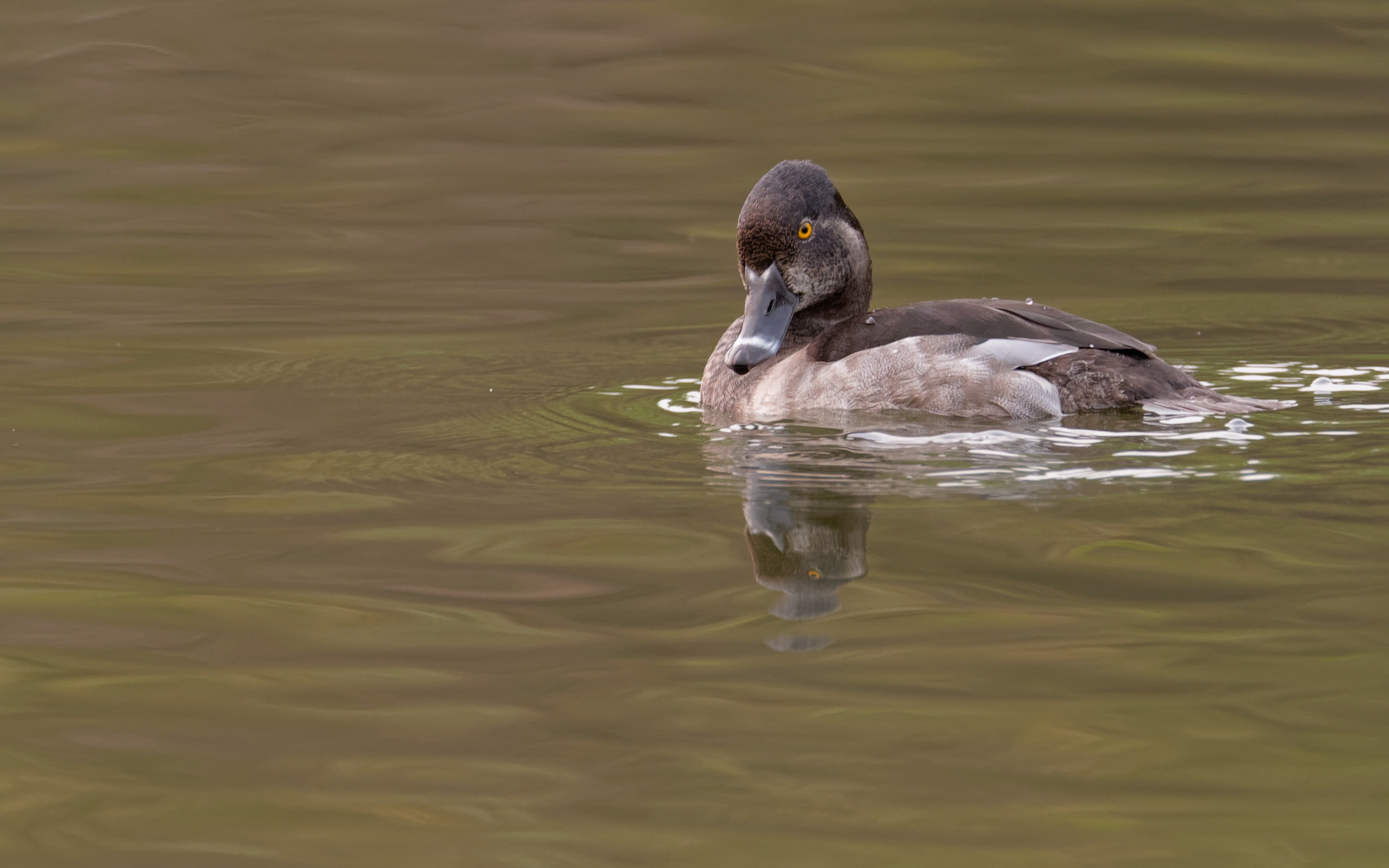 Ring-necked Duck drake
