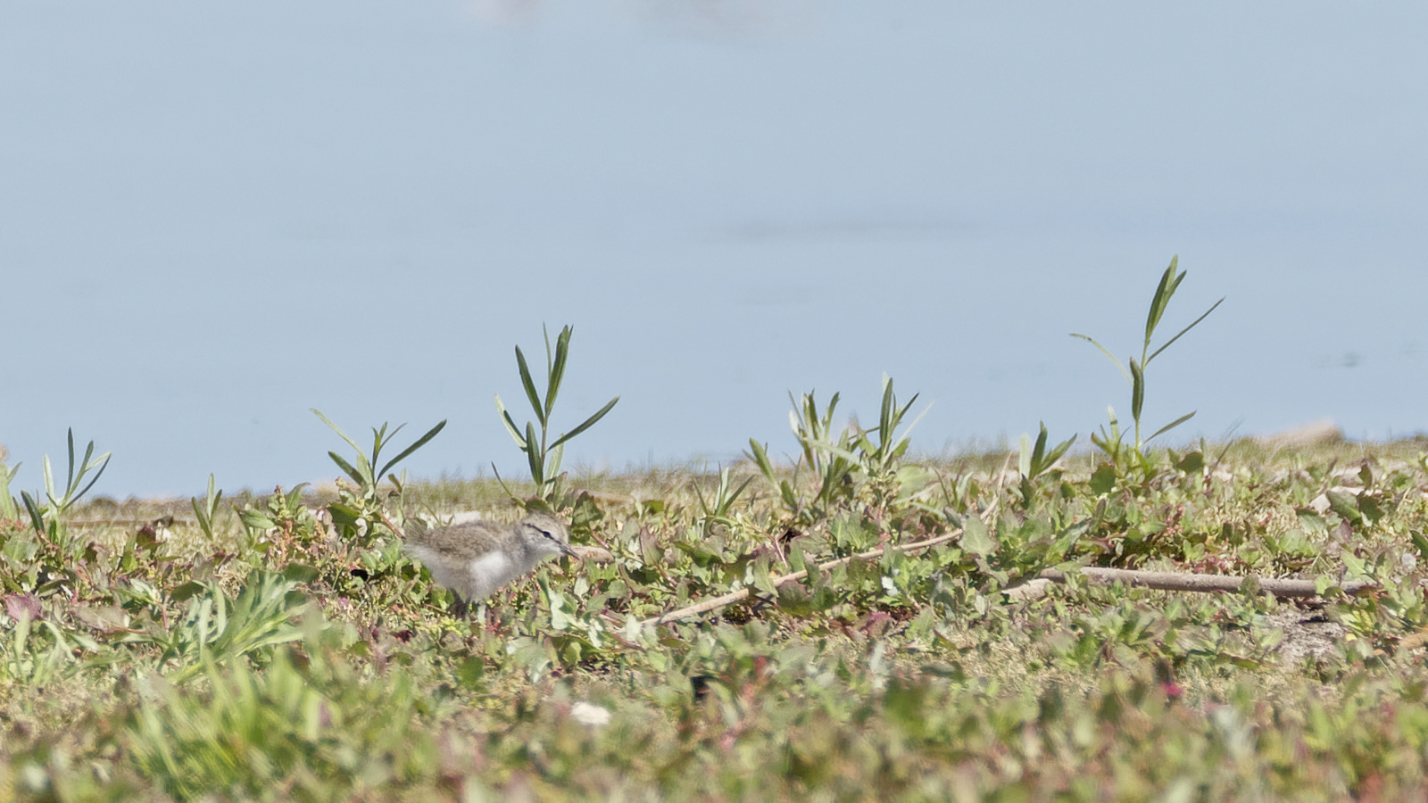 Spotted Sandpiper