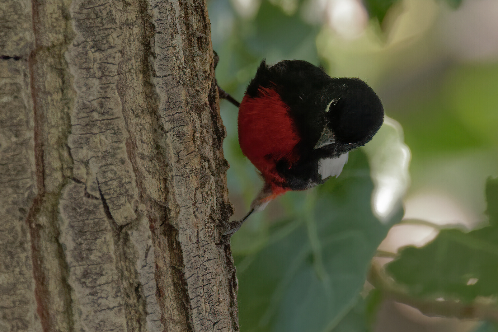 Painted Redstart