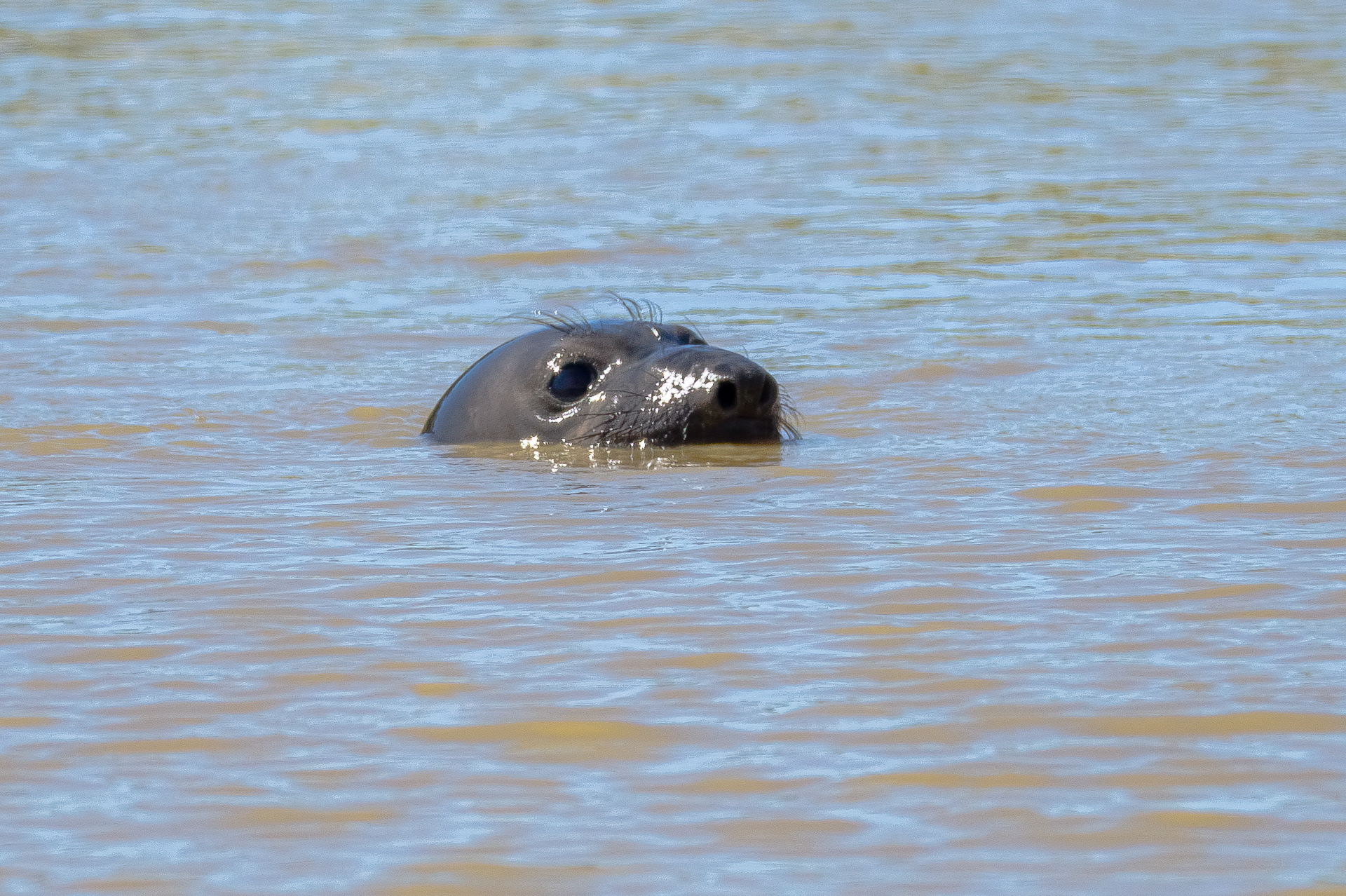 Elephant Seal