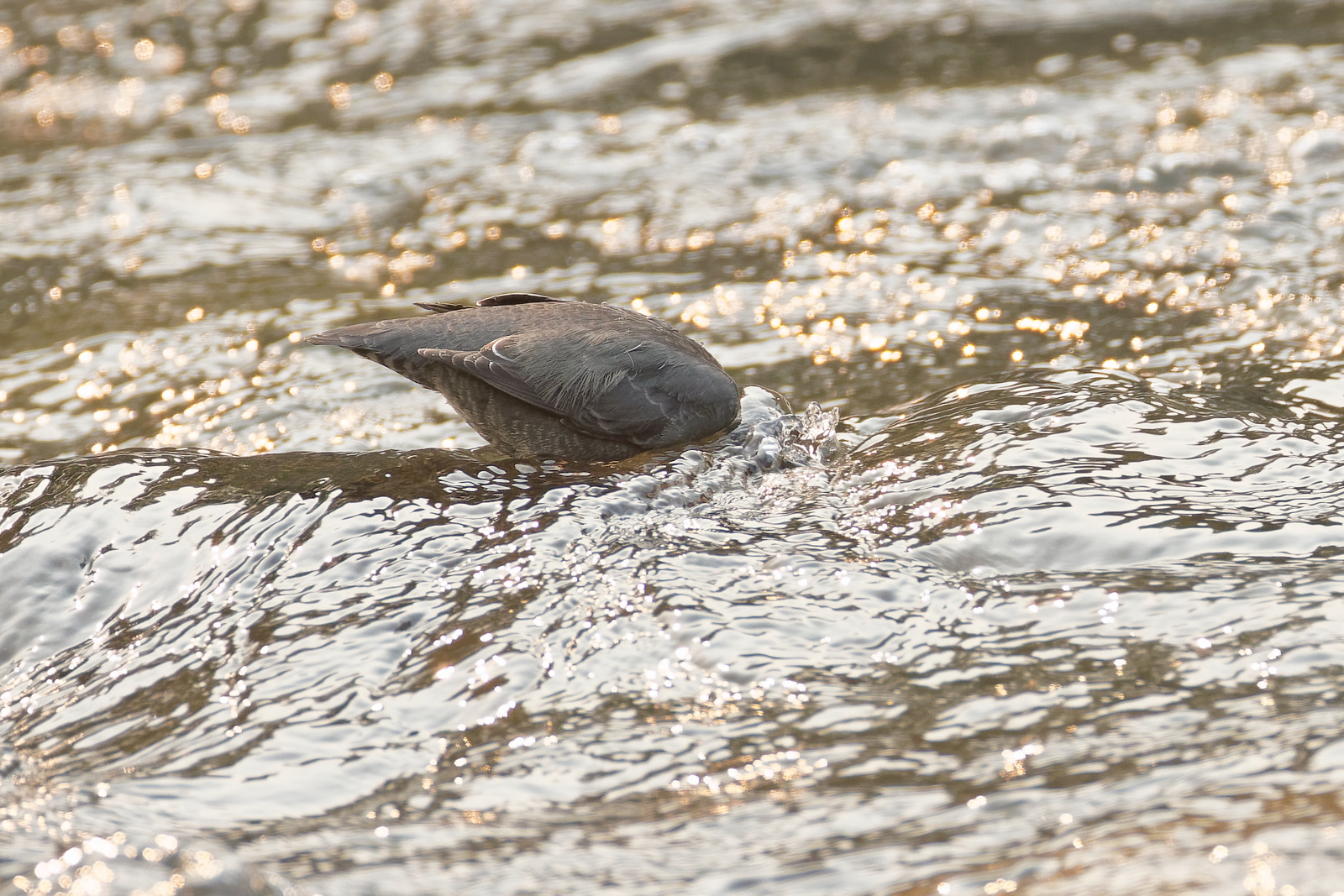 American Dipper
