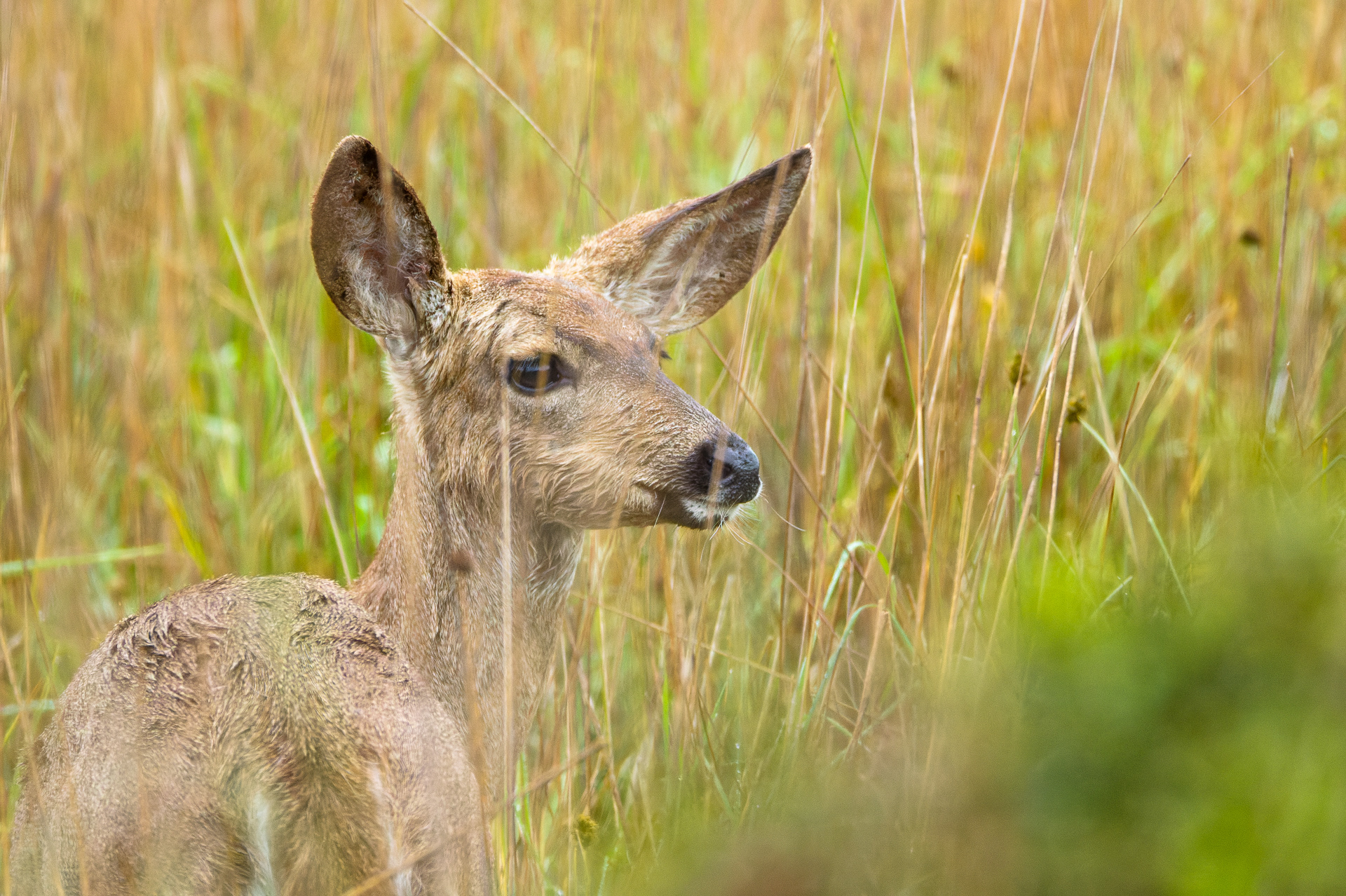 Black-tailed Deer