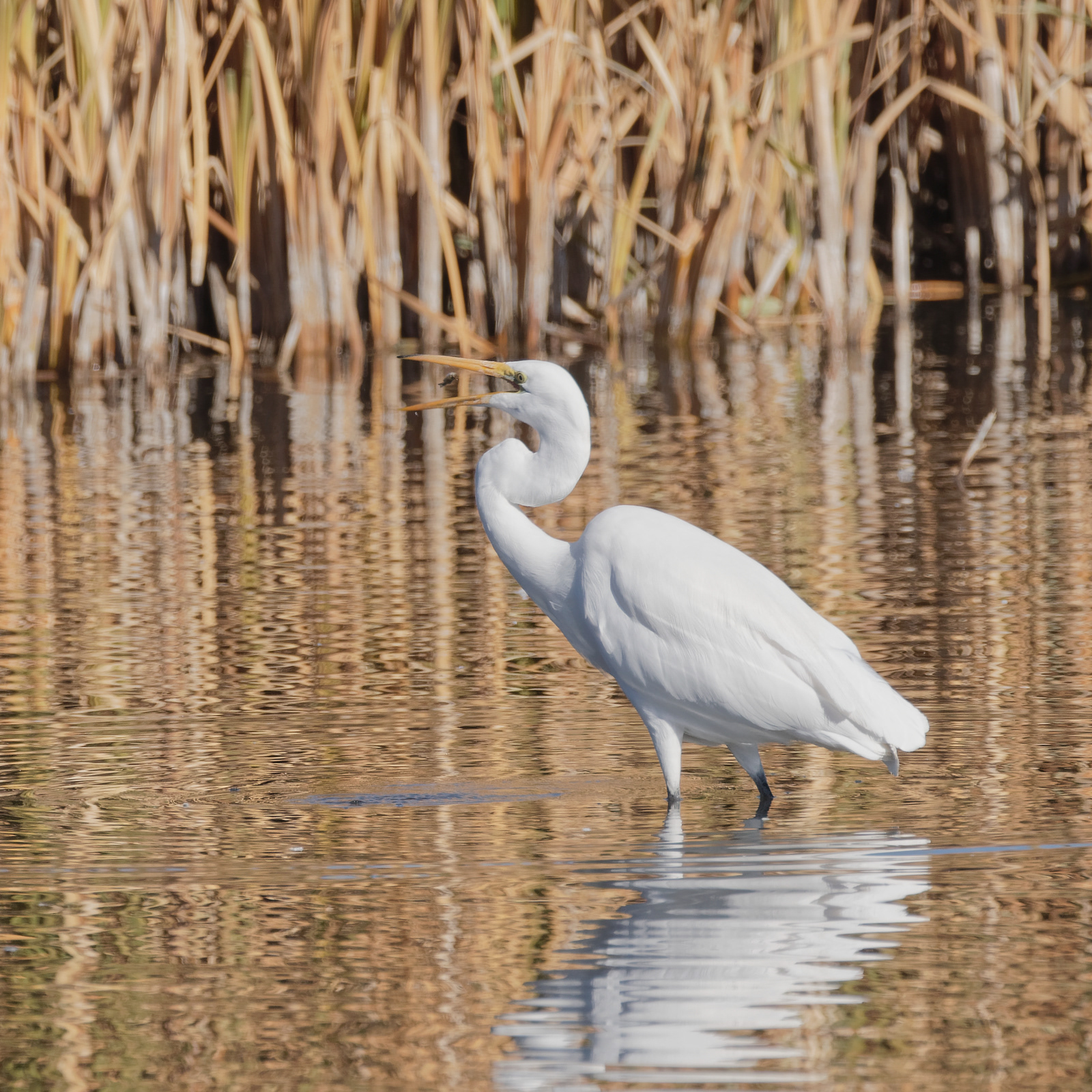 Great Egret