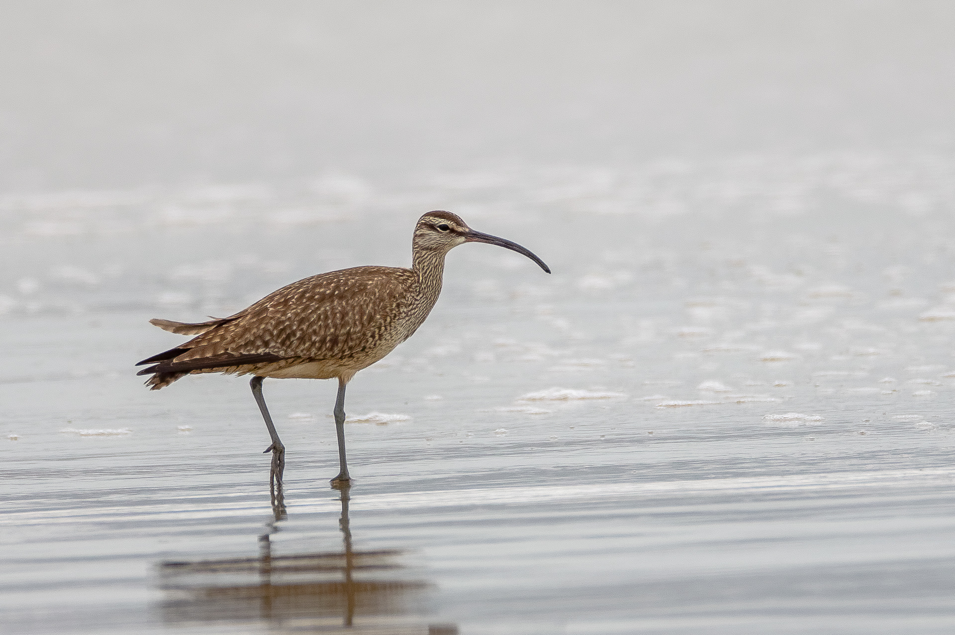 Whimbrel