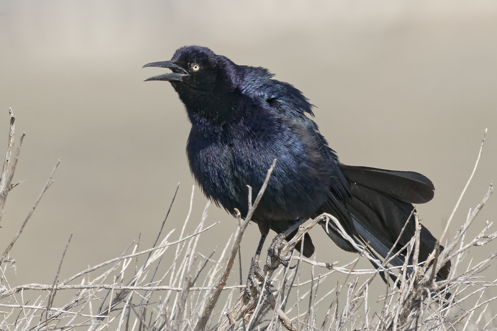 Great-tailed Grackle male