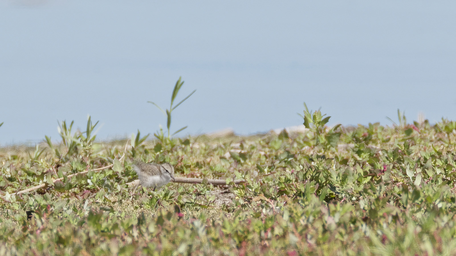 Spotted Sandpiper