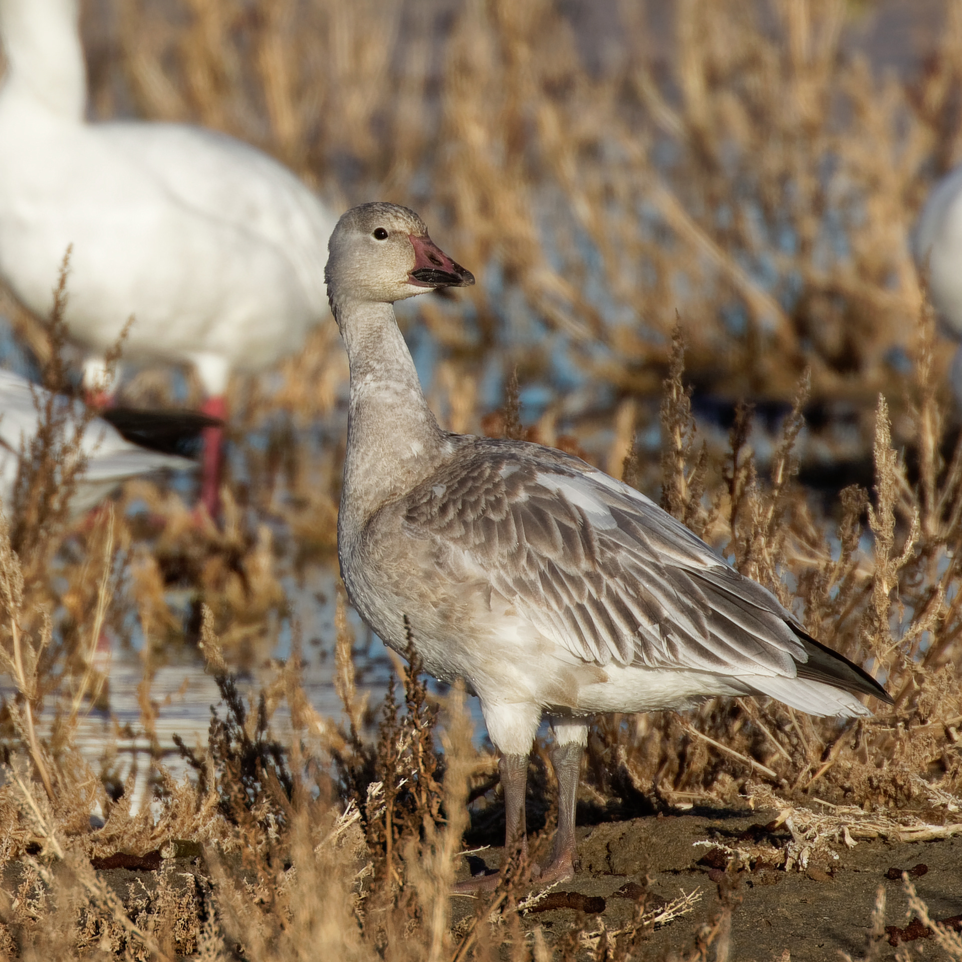 Snow Goose juvenile