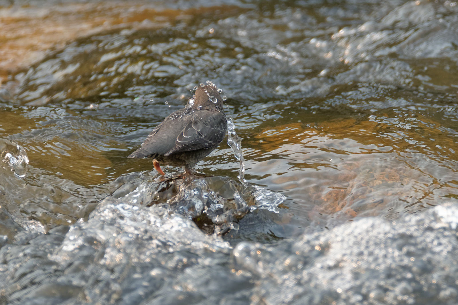 American Dipper