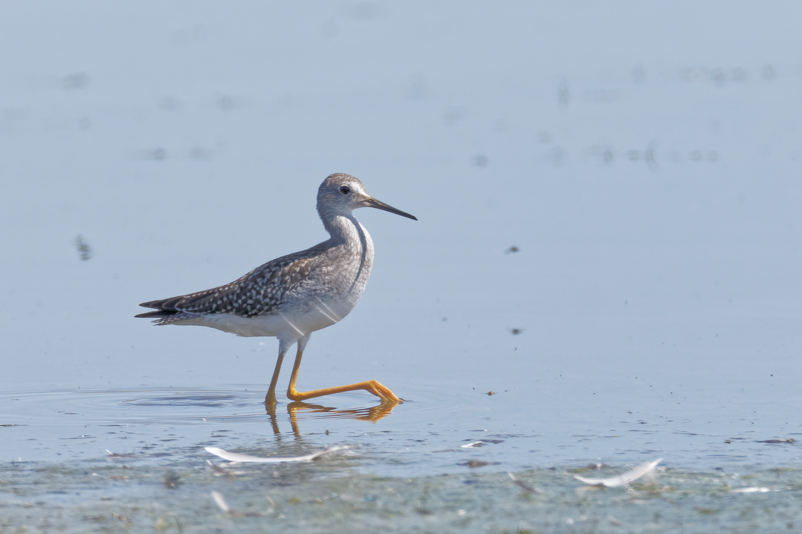 Lesser Yellowlegs