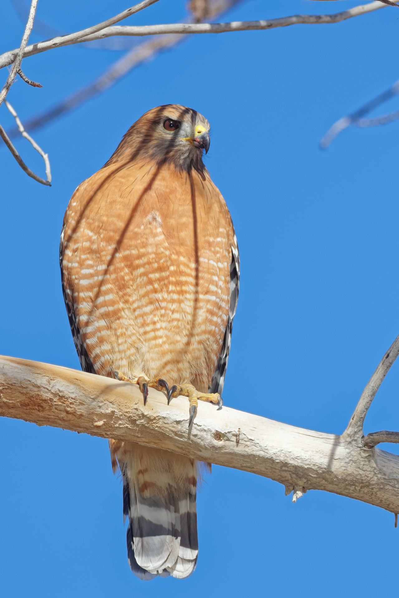 Red-shouldered Hawk