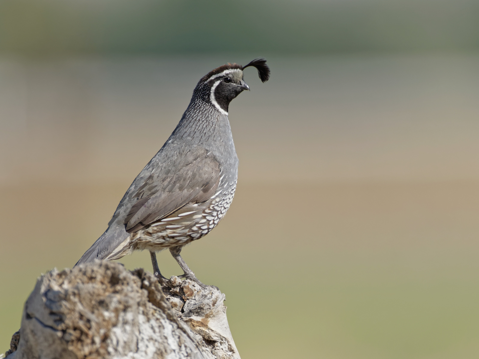 California Quail