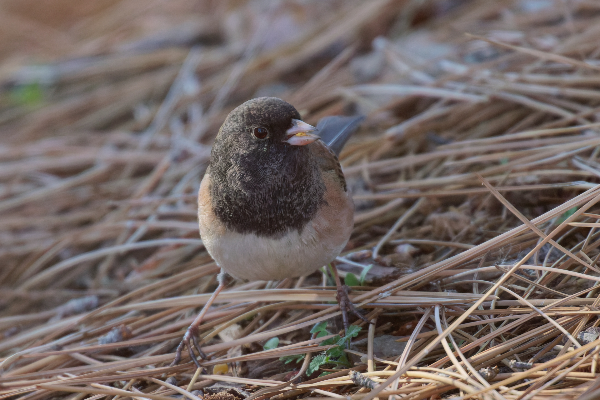Dark-eyed Junco male