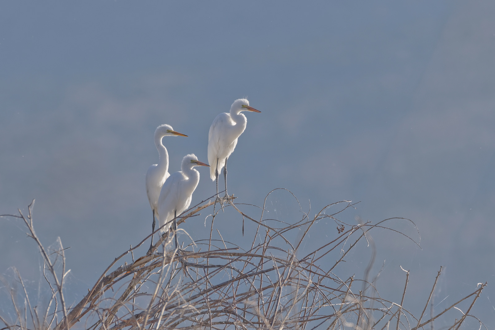 Great Egret
