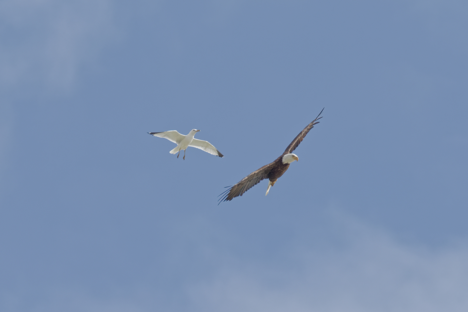 Bald Eagle and Ring-billed Gull