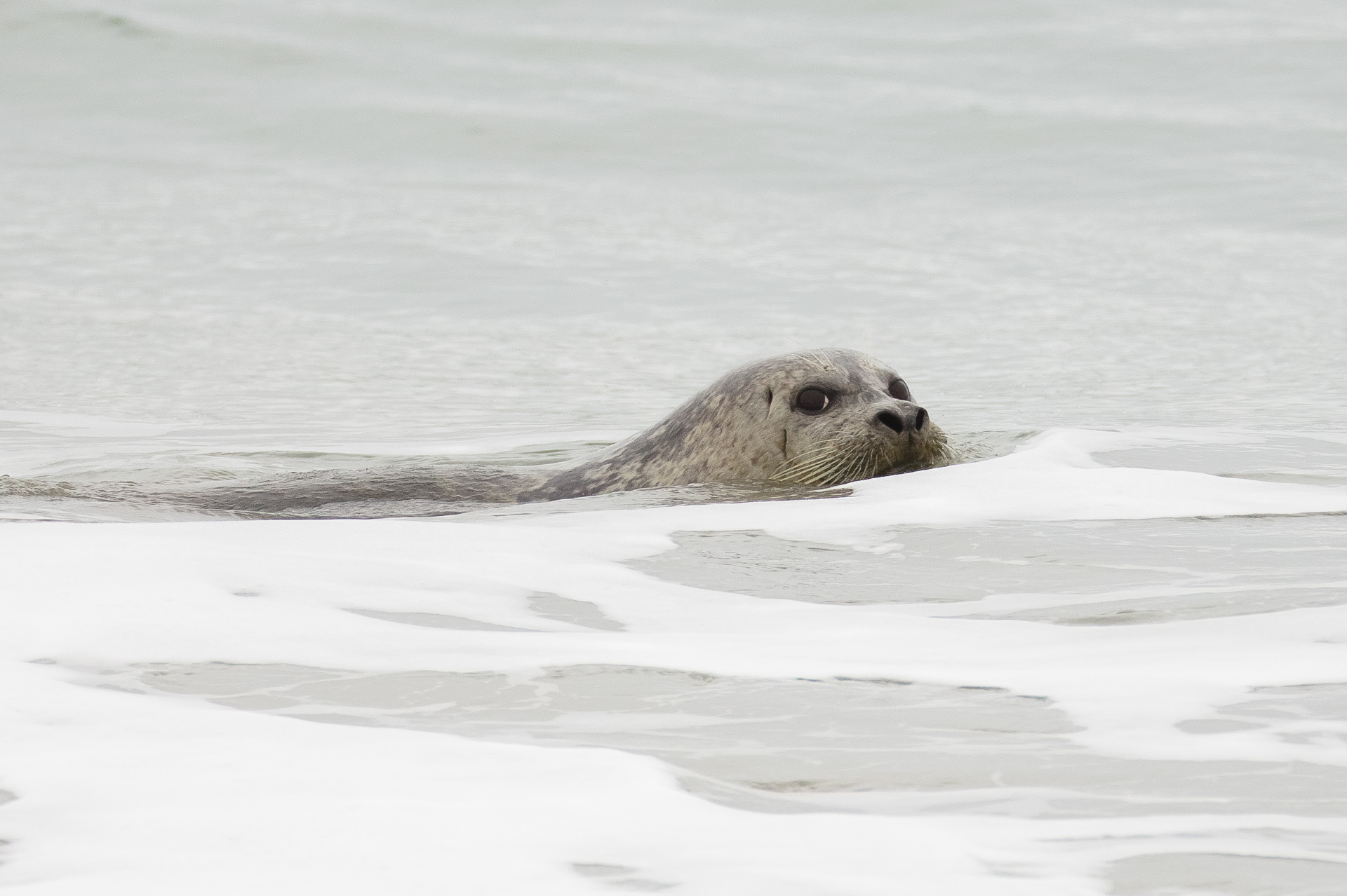 Harbor Seal