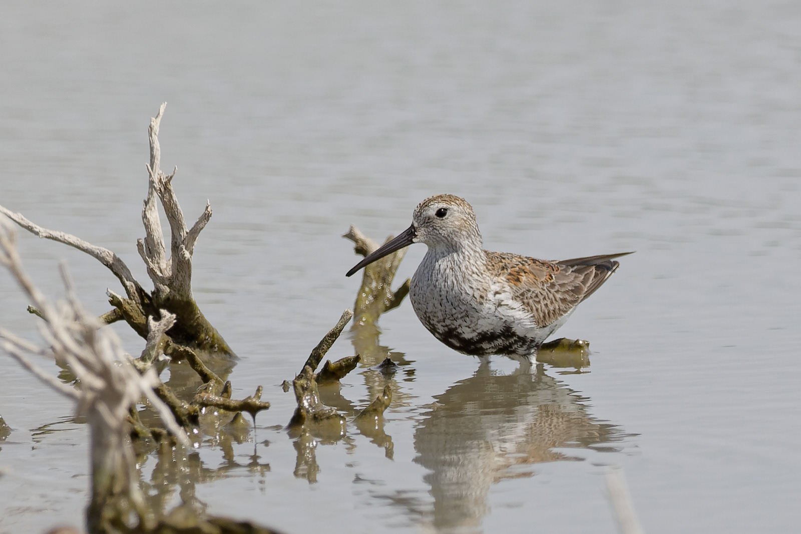 Dunlin