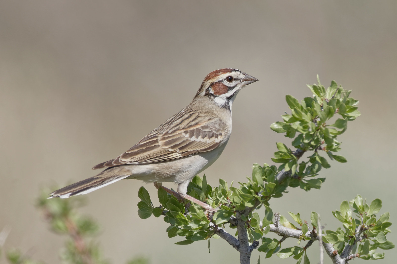 Lark Sparrow male