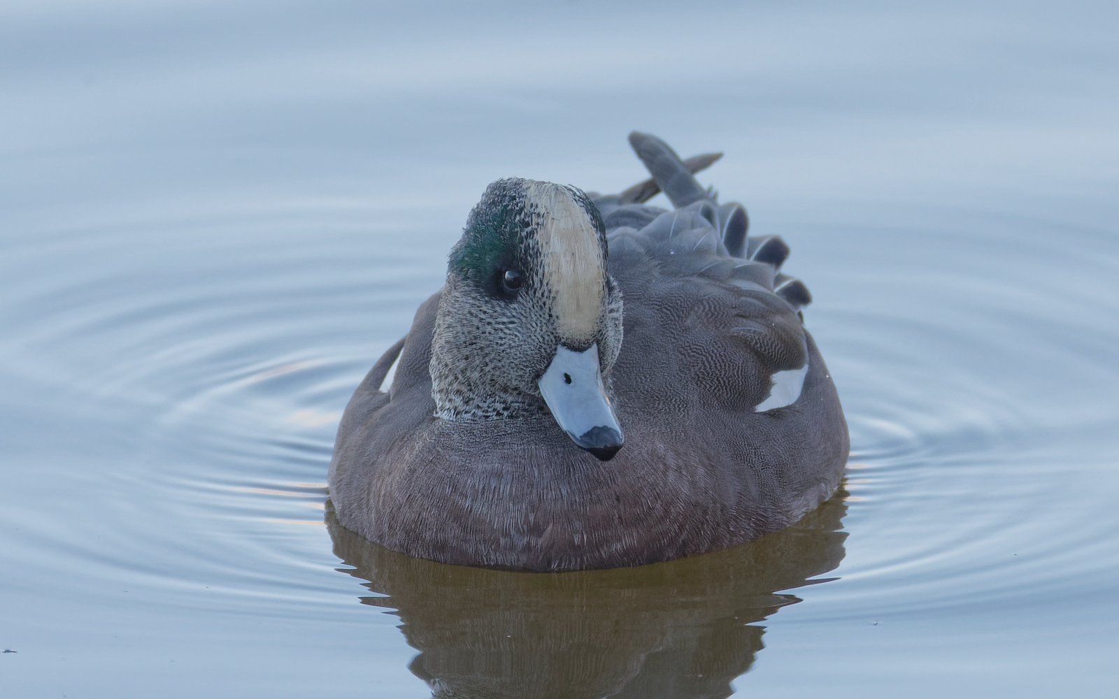 American Wigeon