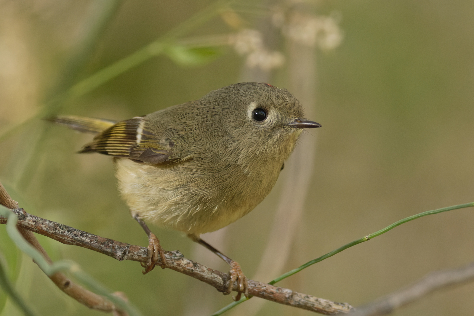 Ruby-crowned Kinglet