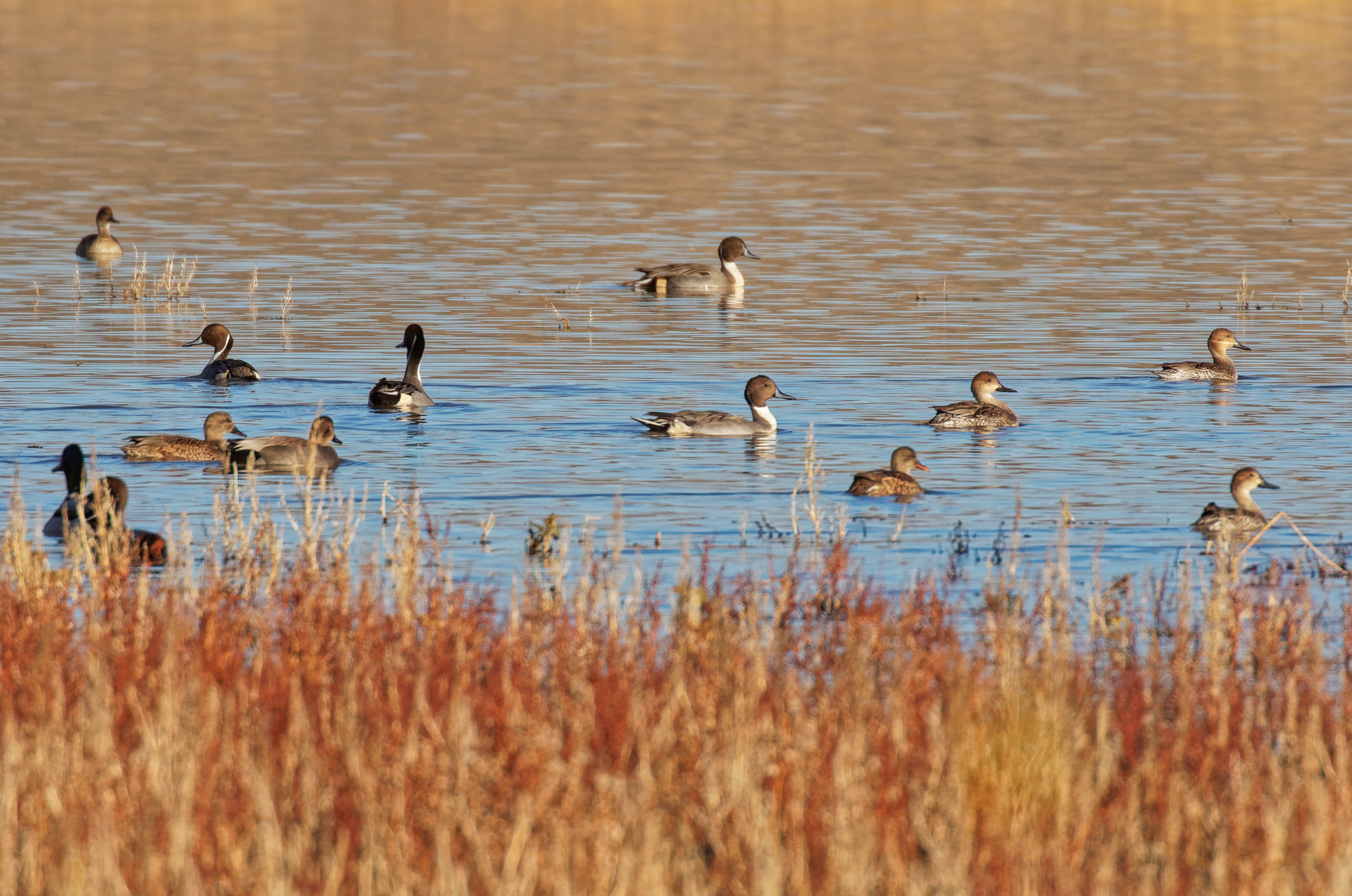 Northern Pintail