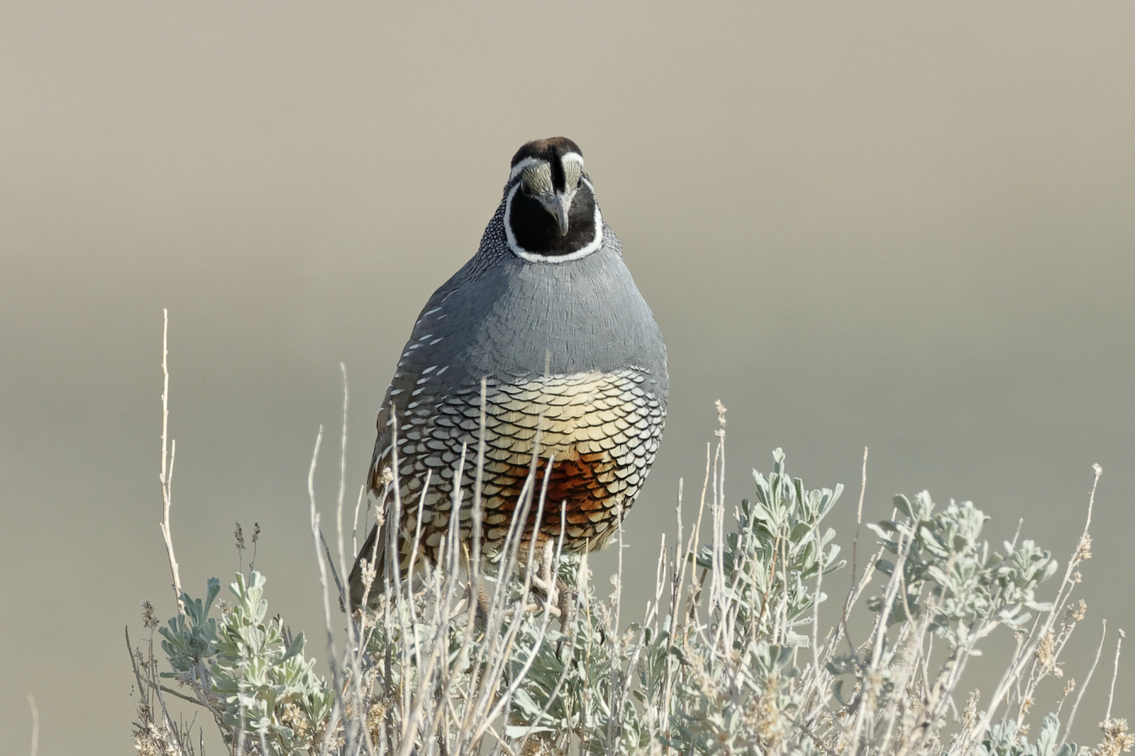 California Quail