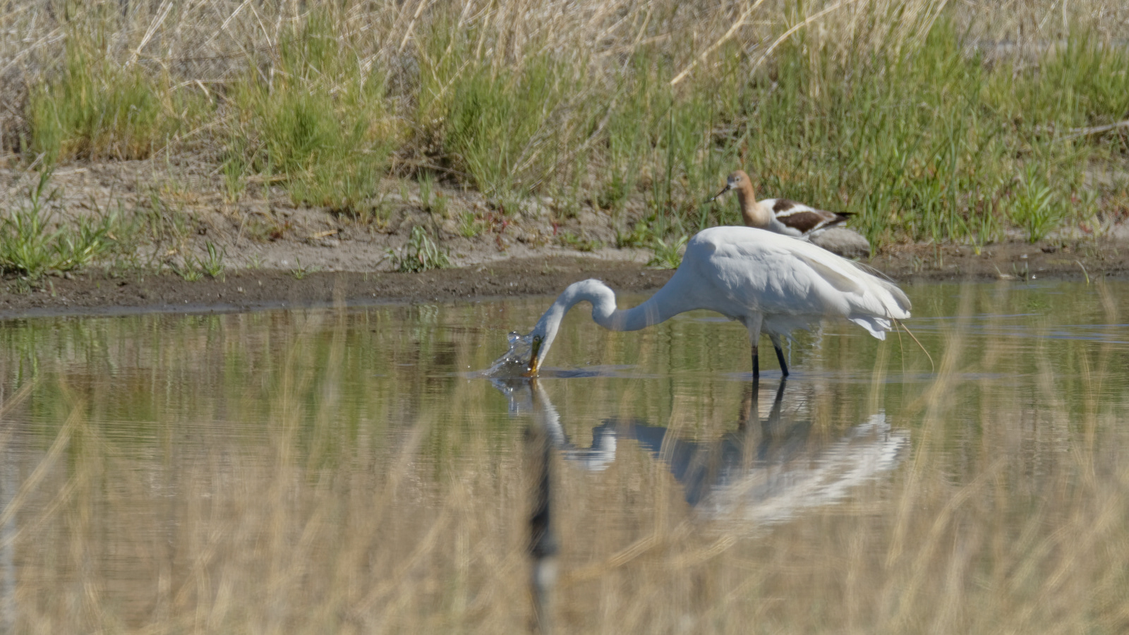 Great Egret