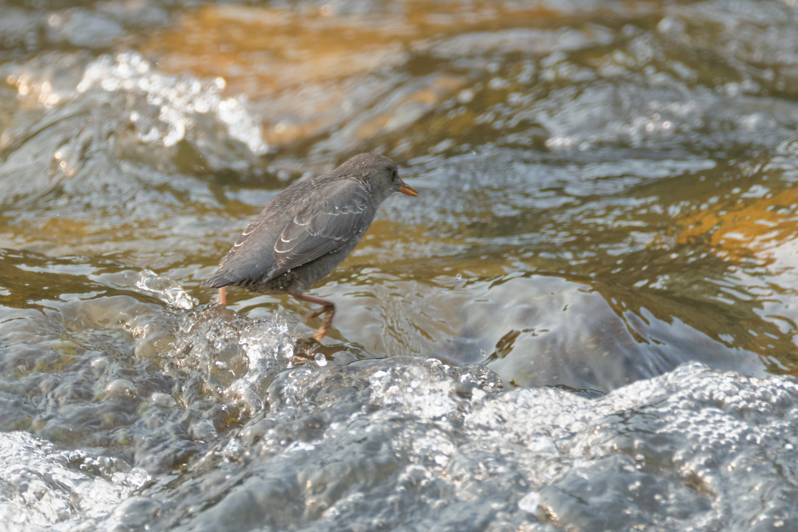 American Dipper