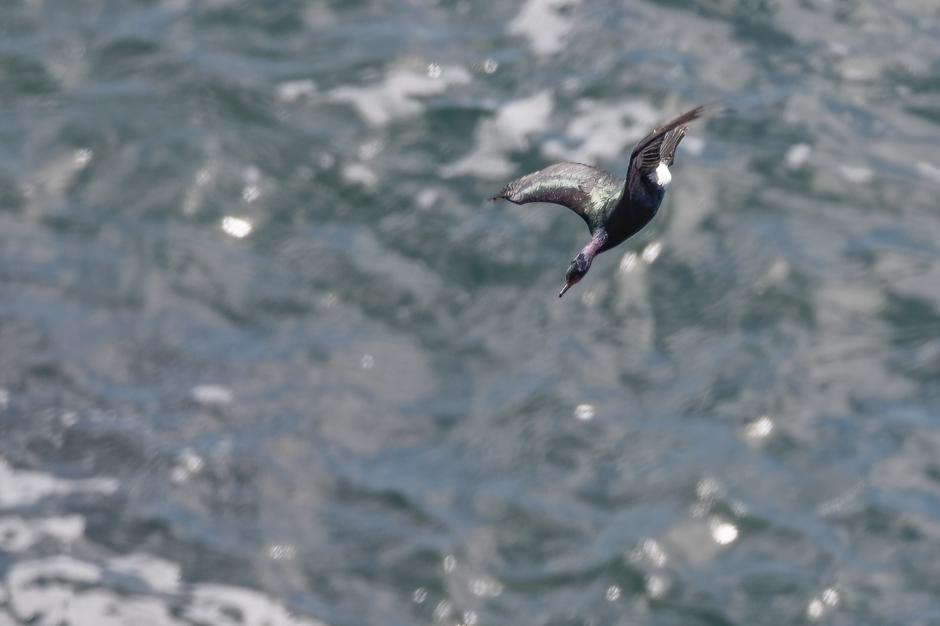 Pelagic Cormorant
