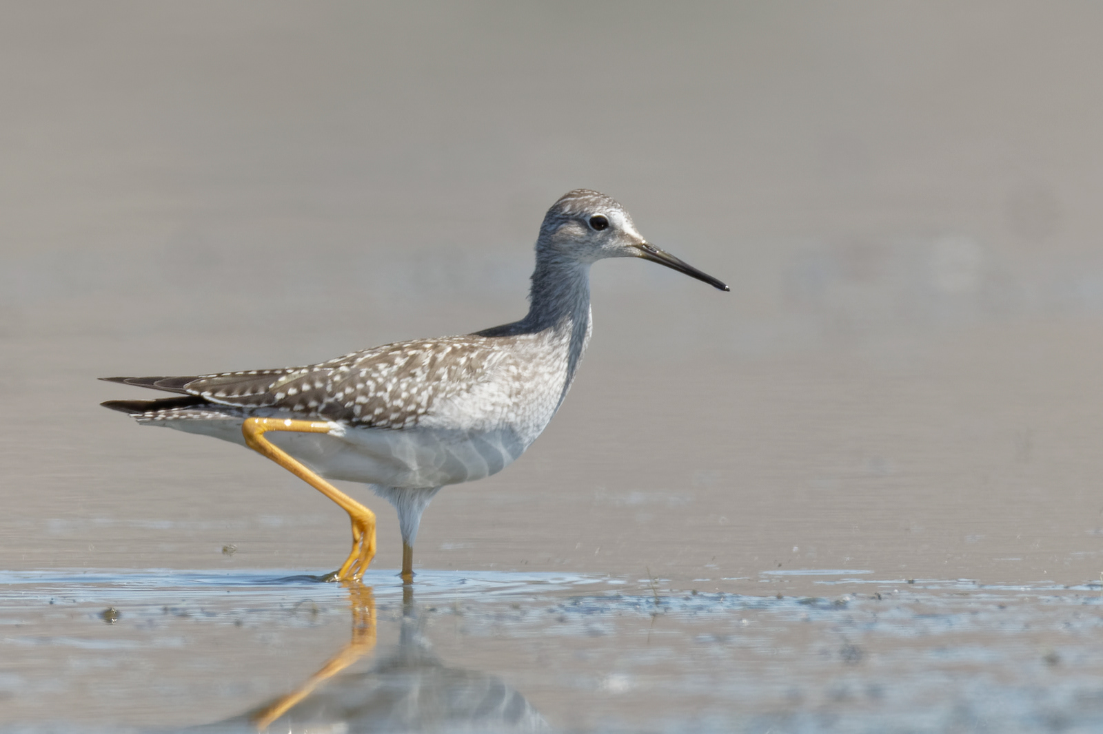 Lesser Yellowlegs