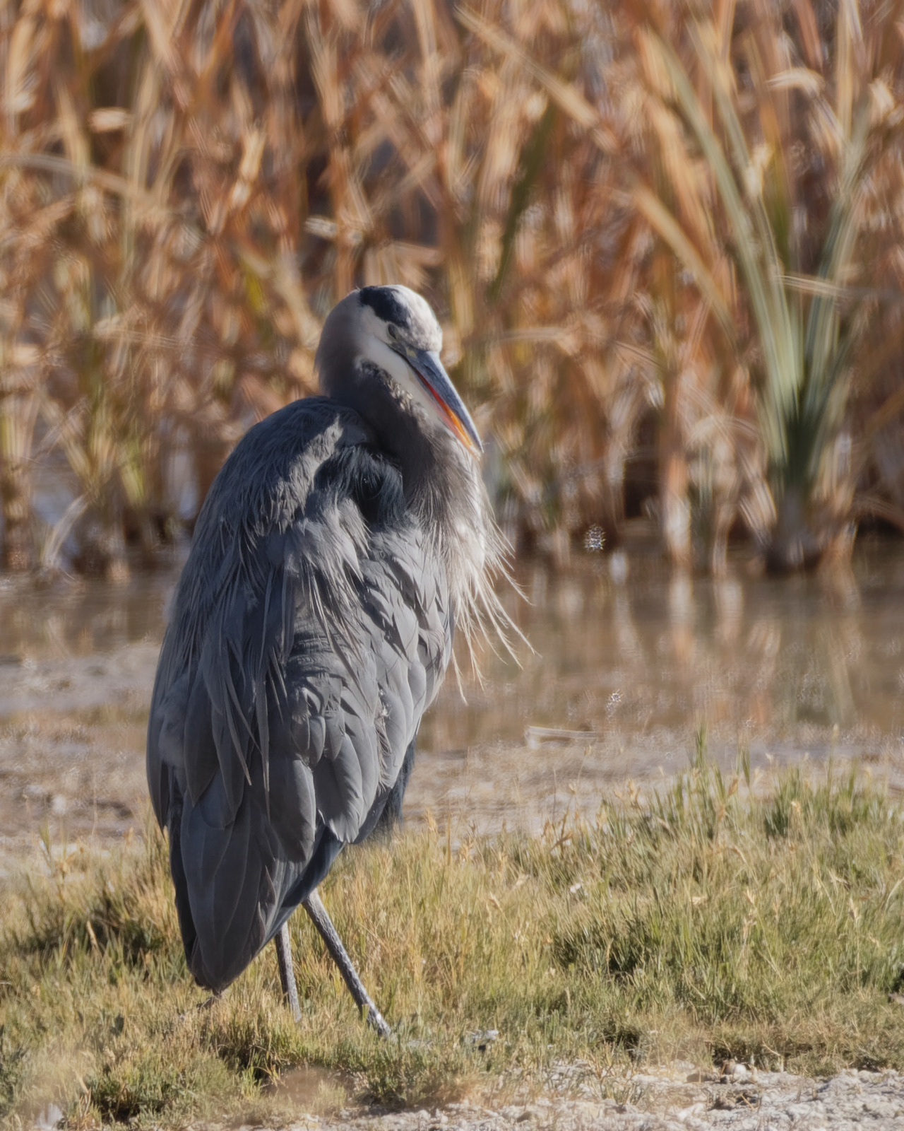 Great Blue Heron