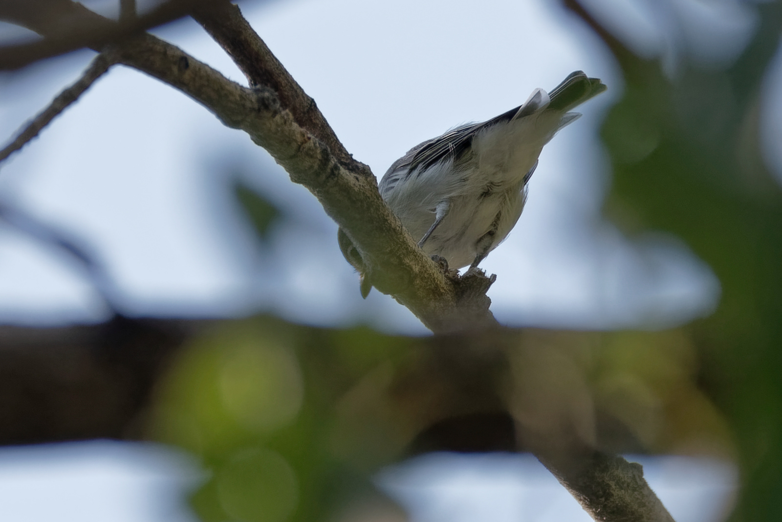 Plumbeous Vireo