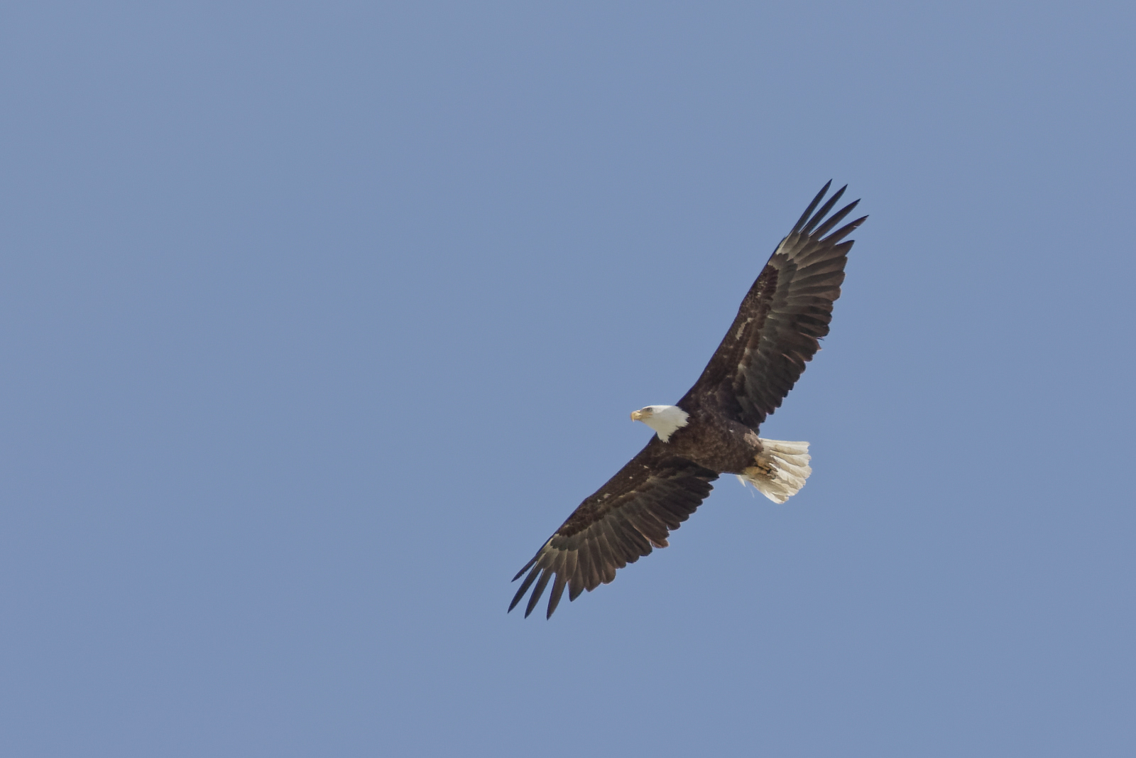 Bald Eagle