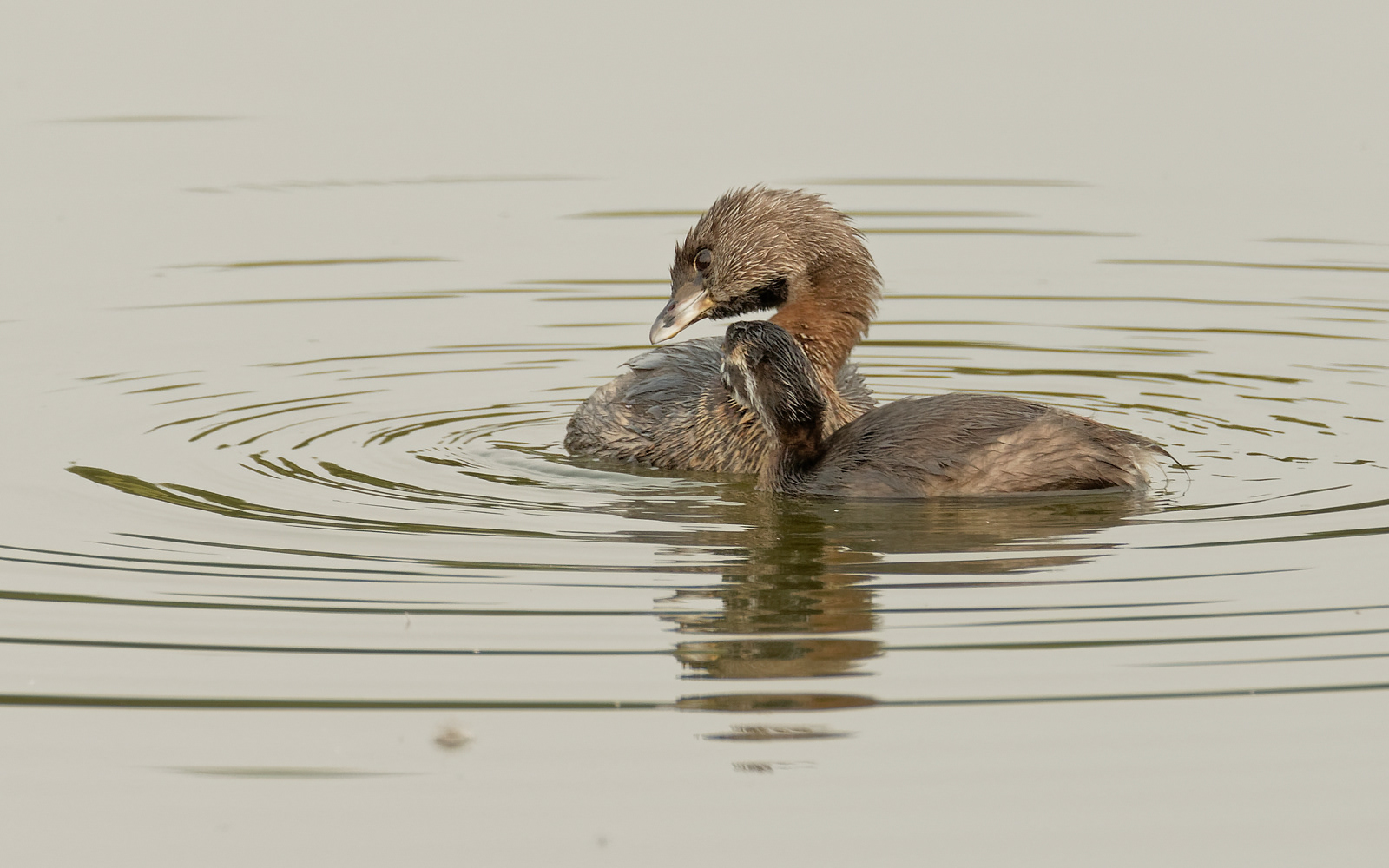 Pied-billed Grebes