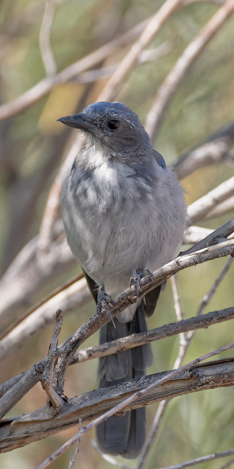 California Scrub-jay