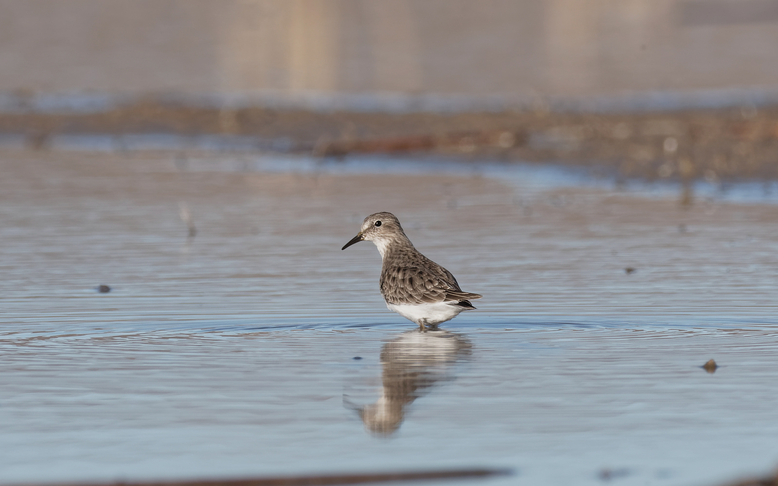 Least Sandpiper