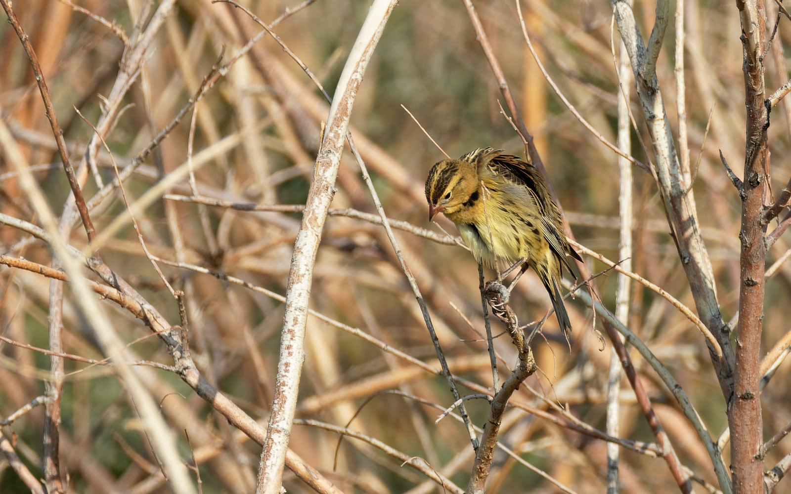 Bobolink