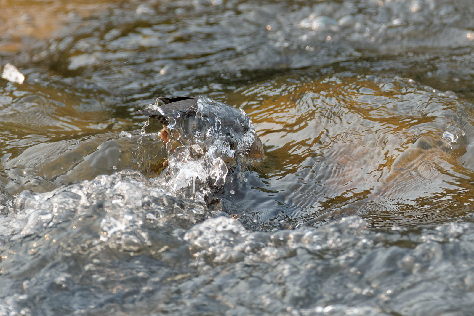 American Dipper