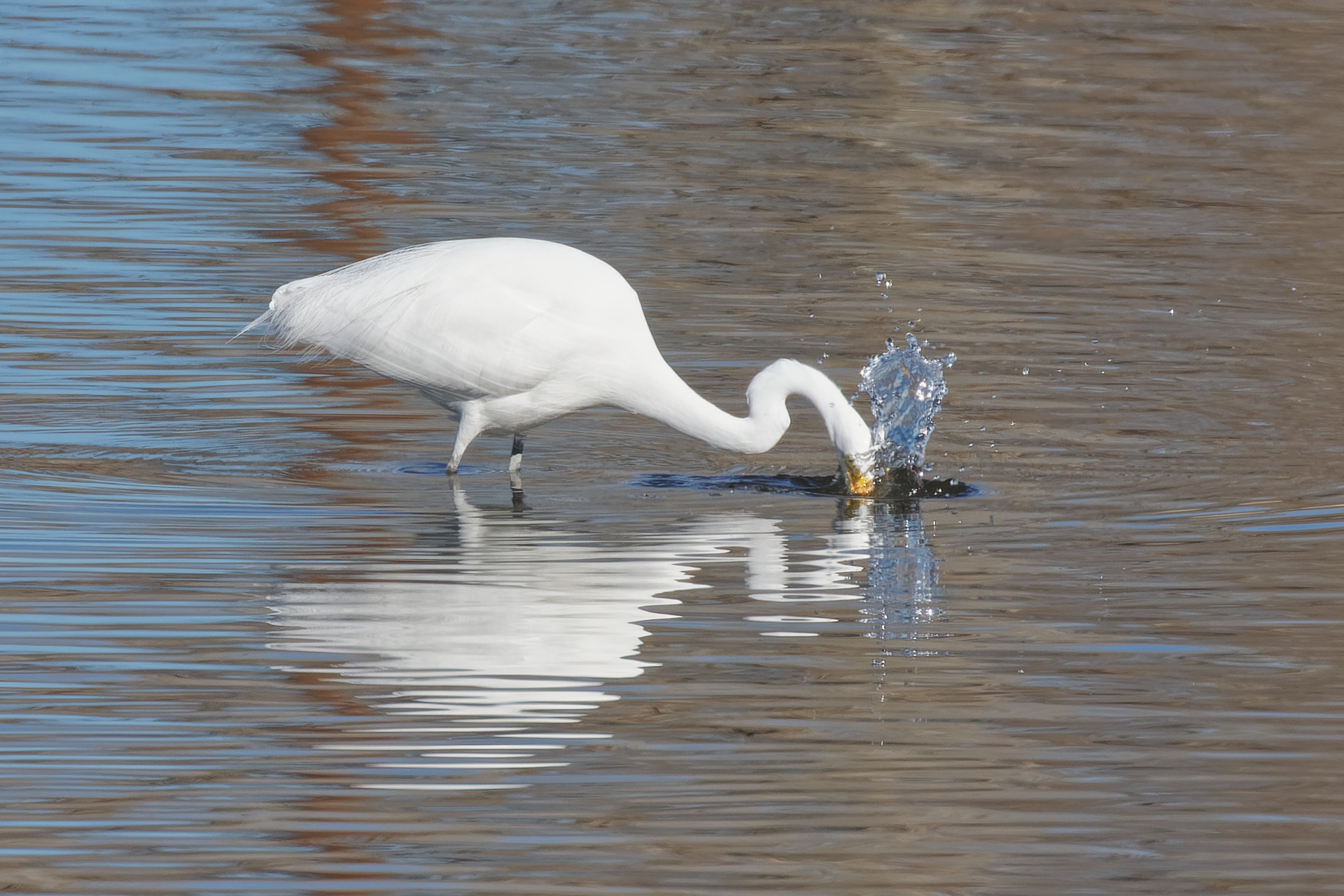 Great Egret