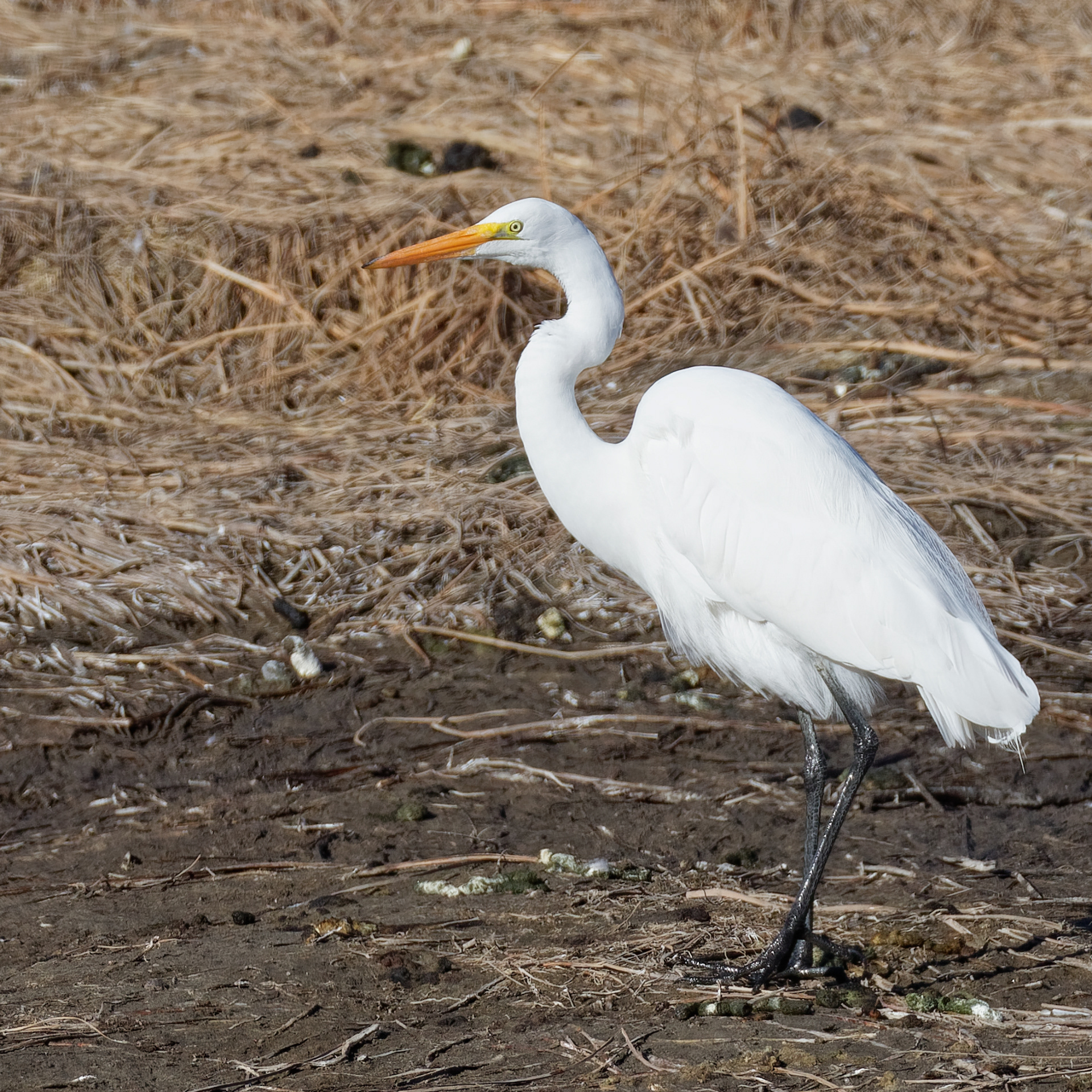 Great Egret