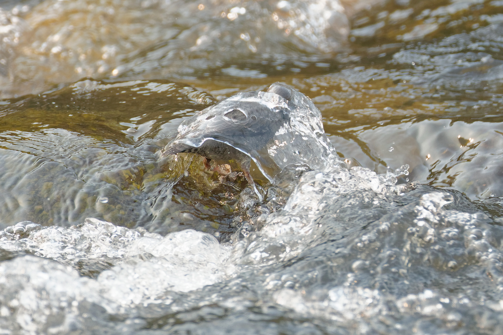 American Dipper