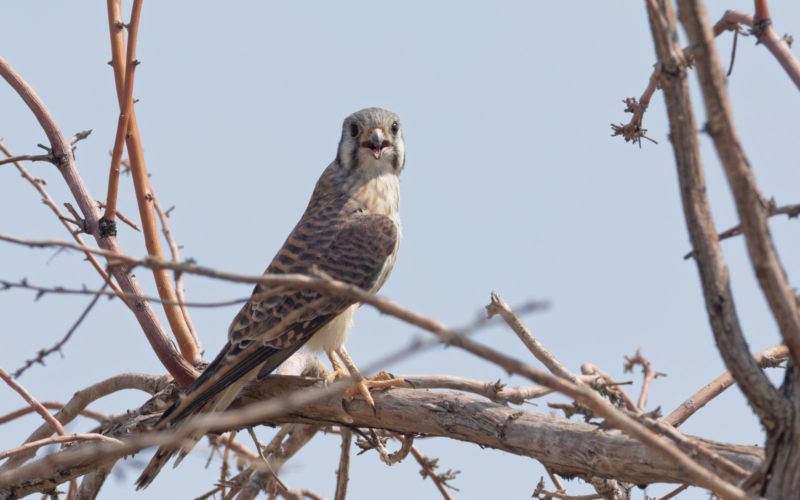 American Kestrel female