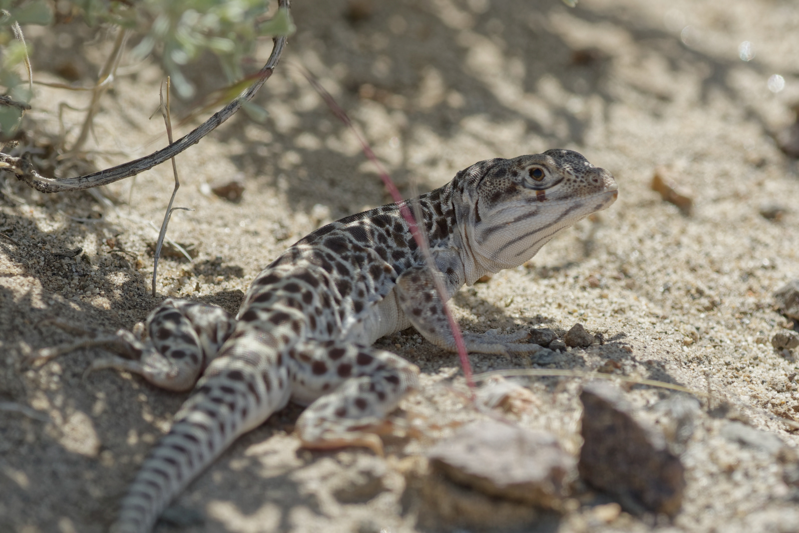 Leopard Lizard